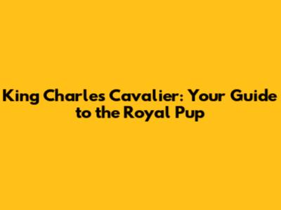 King Charles Cavalier: Your Guide to the Royal Pup