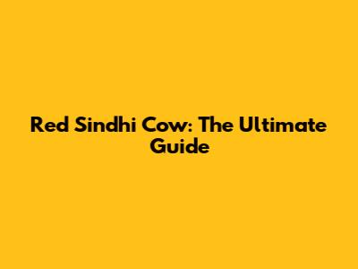 Red Sindhi Cow: The Ultimate Guide