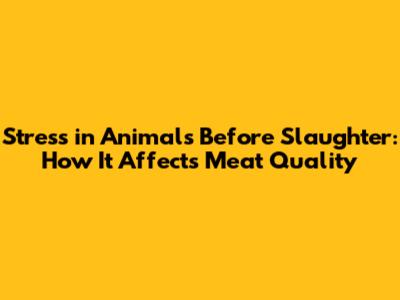 Stress in Animals Before Slaughter: How It Affects Meat Quality