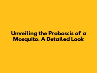 Unveiling the Proboscis of a Mosquito: A Detailed Look